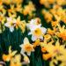 Daffodils