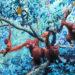 Jim Naughton, Orangutans 2021