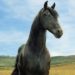 Lloyds Bank horse