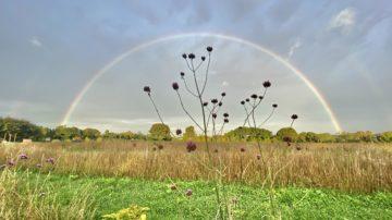 Grow Jersey Rainbow