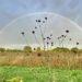 Grow Jersey Rainbow