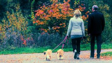 Man woman couple walking dogs