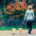 Man woman couple walking dogs