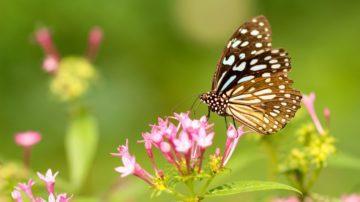 Strategy for Nature Guernsey butterfly