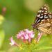 Strategy for Nature Guernsey butterfly