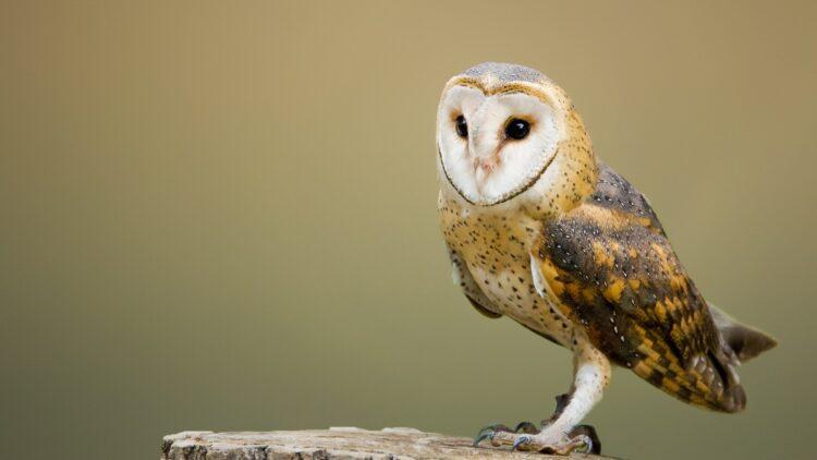 barn owl