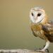 barn owl