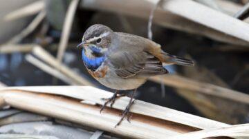 Blue throat bird