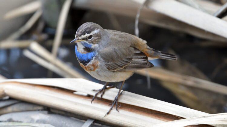 Blue throat bird