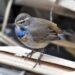 Blue throat bird