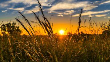rural wheat field