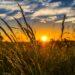 rural wheat field