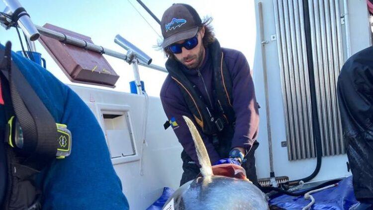 Bluefin tuna tagged for research