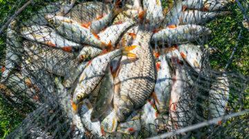 Fish fishing net
