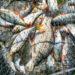 Fish fishing net