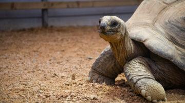 Aldabra-cadabra! Jersey Zoo’s latest giant residents