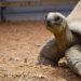 Aldabra-cadabra! Jersey Zoo’s latest giant residents