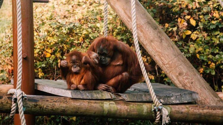 Durrell to benefit from Eat Jersey Charity Auction