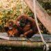Durrell to benefit from Eat Jersey Charity Auction
