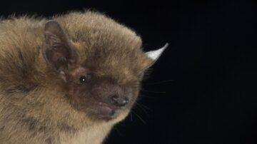 The Bailiwick Bat Survey’s 2023 surveying season begins!