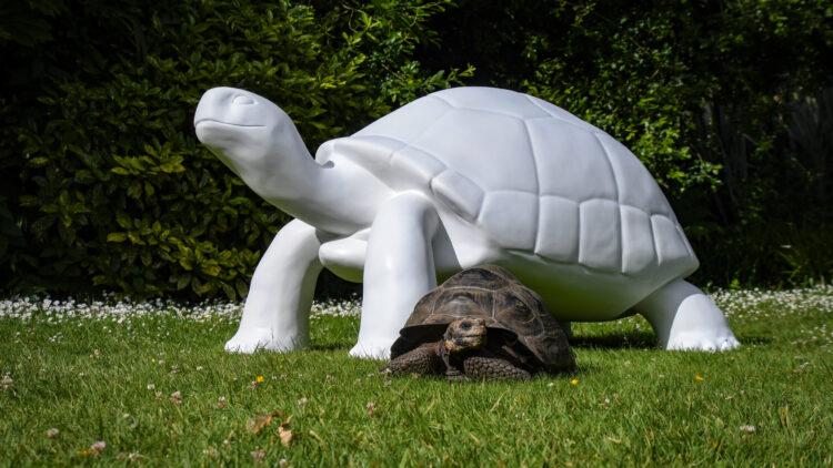 Butterfield supports Durrell’s Tortoise Takeover