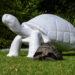 Butterfield supports Durrell’s Tortoise Takeover