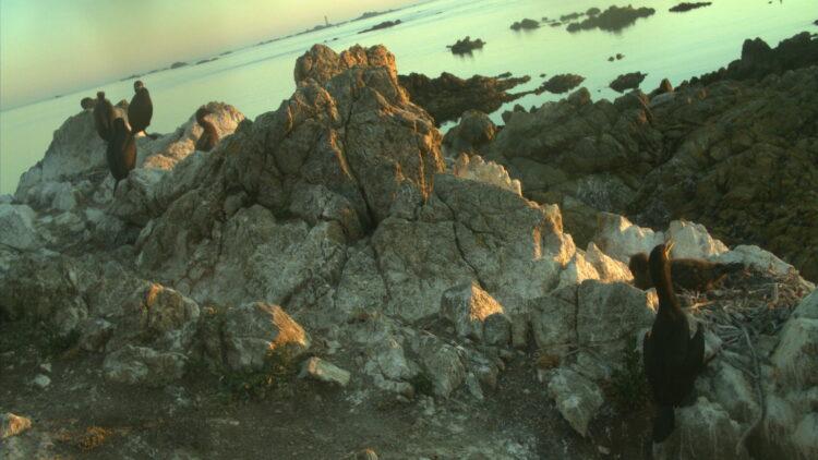 Guernsey provides seabird photos for international initiative