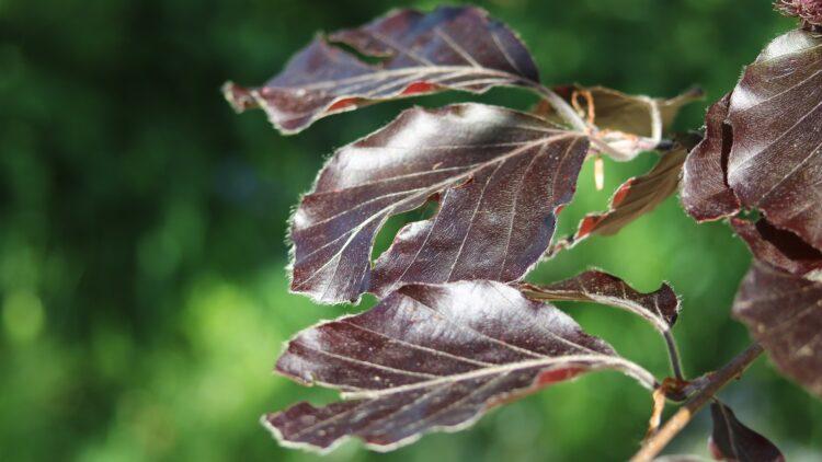 Purple beech at Jersey Zoo in memory of Her Majesty, Queen Elizabeth II
