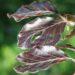 Purple beech at Jersey Zoo in memory of Her Majesty, Queen Elizabeth II