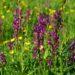 Bloomin’ Marvellous! Wild Orchid Fields Open