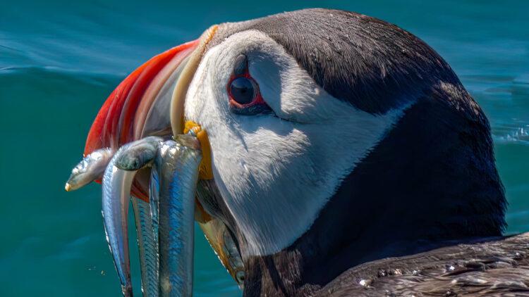 Guernsey Wildlife Photography winners announced