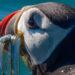 Guernsey Wildlife Photography winners announced