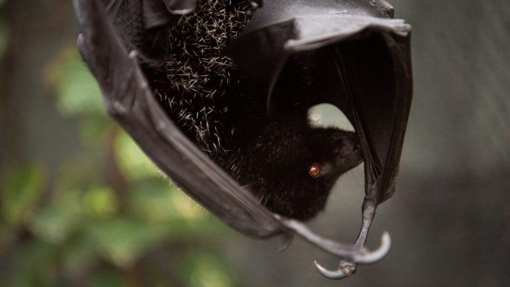 Watch Birth of world’s rarest fruit bat caught on camera at Jersey Zoo