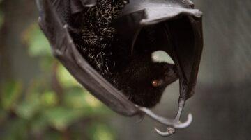 Watch: Birth of world’s rarest fruit bat caught on camera at Jersey Zoo