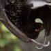 Watch: Birth of world’s rarest fruit bat caught on camera at Jersey Zoo
