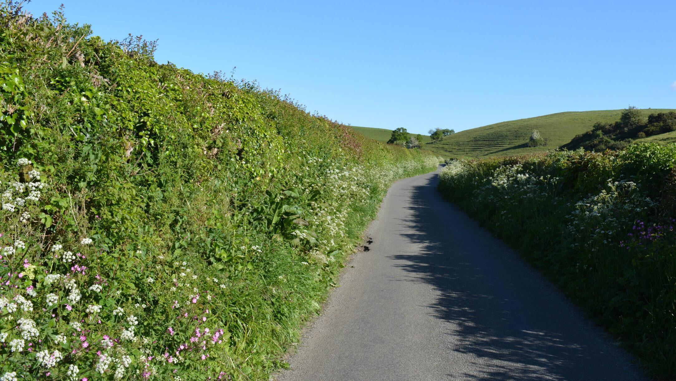 ‘Green Grid’ campaign boosts Jersey hedgerows Channel Eye