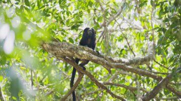 Jersey’s Atlantic Hotel helps to restore Brazil’s Atlantic Forest