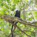Jersey’s Atlantic Hotel helps to restore Brazil’s Atlantic Forest