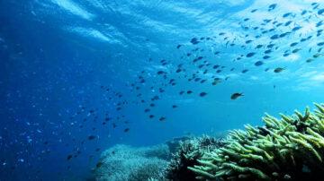 Blue Marine Foundation