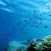 Blue Marine Foundation