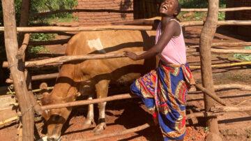 Smallholder farmer Egrey Mathengo Jersey cow