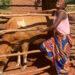 Smallholder farmer Egrey Mathengo Jersey cow