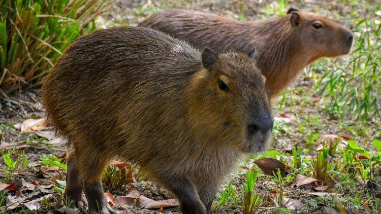 Meet Maple and Olive, Jersey Zoo’s new capybaras