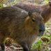 Meet Maple and Olive, Jersey Zoo’s new capybaras