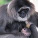 Rare gibbon born as part of European breeding programme