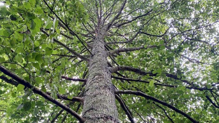 Jersey Freemasons agrees equipment maintenance grant for Jersey Trees for Life