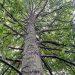 Jersey Freemasons agrees equipment maintenance grant for Jersey Trees for Life