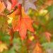 Lieutenant Governor launches Jersey Tree Fund