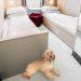 Pet cabins to be available on Commodore Clipper this summer