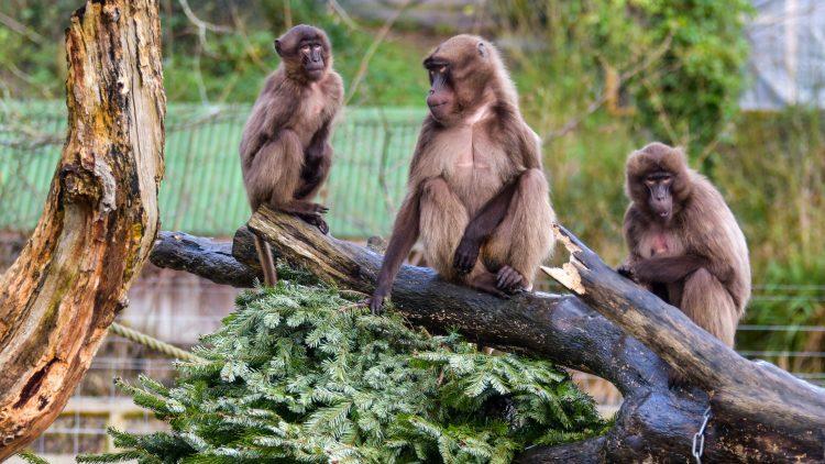 Grand Jersey’s Christmas trees given to Jersey Zoo
